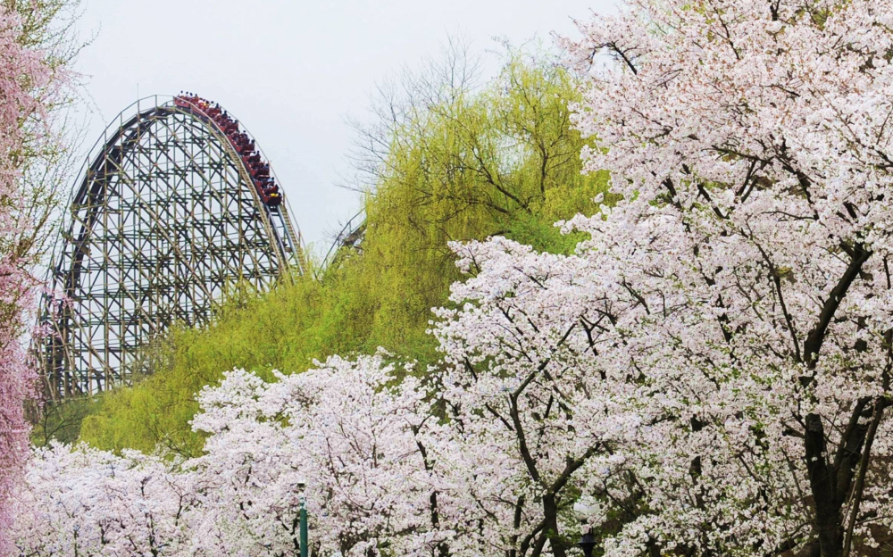 Cherry blossoms in full bloom surround a towering wooden roller coaster at Everland.