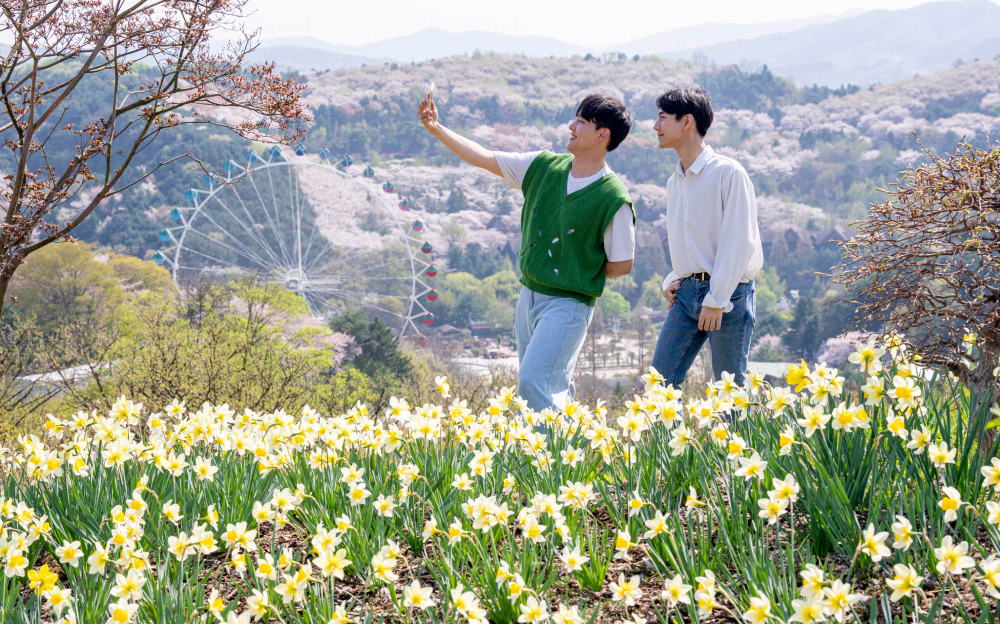 Two friends take a selfie among daffodils with the Ferris wheel and cherry blossoms in the distance at Everland.