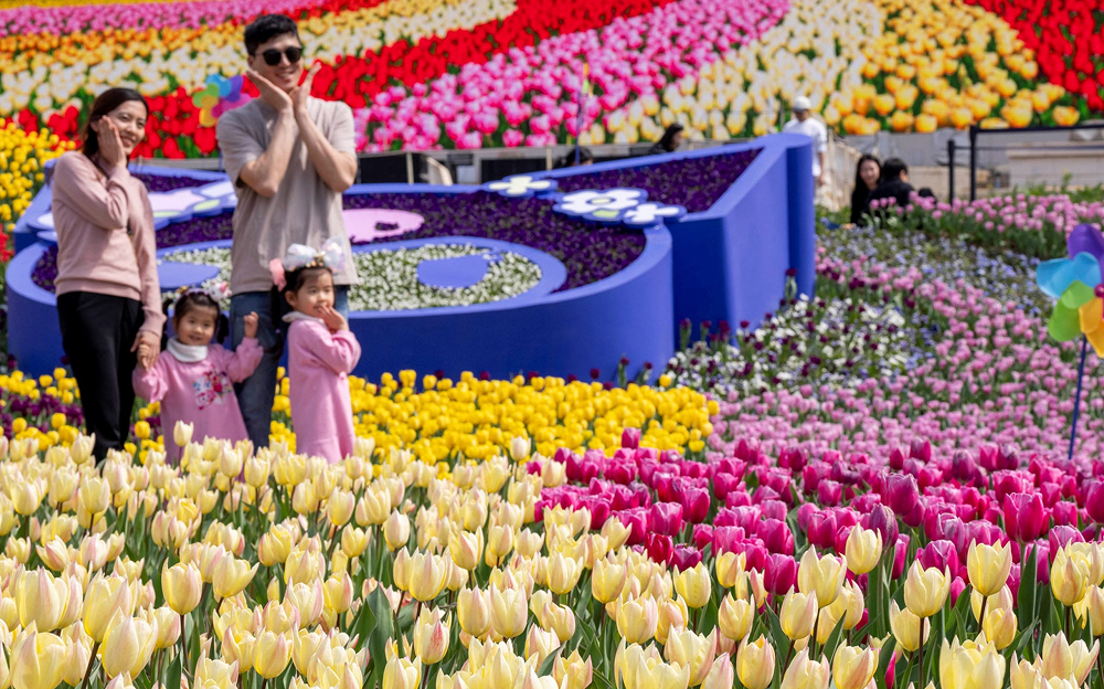 A family of four, with two young girls dressed in pink, poses happily in front of a massive tulip garden featuring yellow, pink, and purple blooms. A large flower-shaped Sanrio display sits behind them.