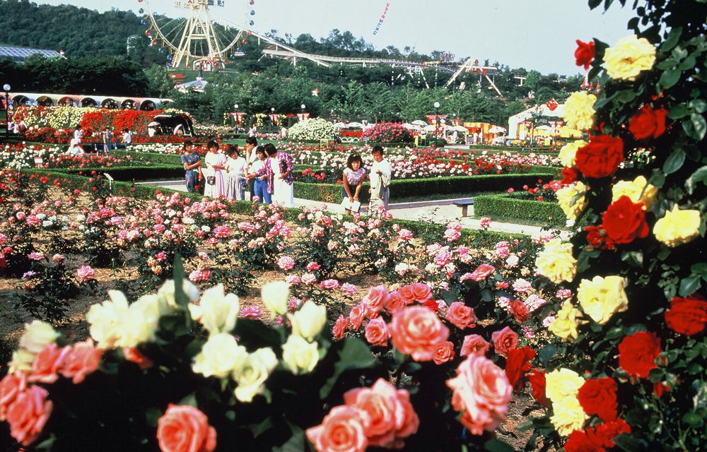 Visitors walk through Everland’s Rose Garden in 1987, surrounded by vibrant rose beds with a Ferris wheel in the background.