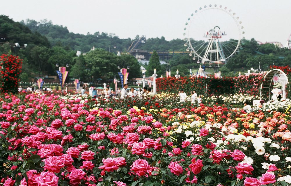 A wide-angle view of the 1997 Rose Garden at Everland, filled with vivid pink and white roses and a Ferris wheel rising in the background.
