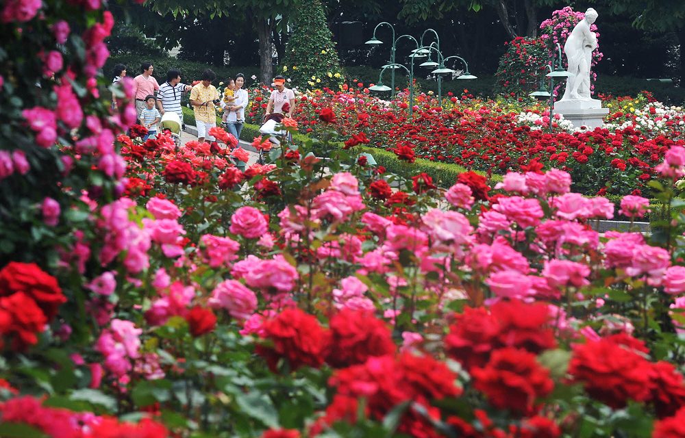 Families stroll past vibrant red and pink roses in Everland’s 2009 Rose Garden, framed by trees and a marble statue.