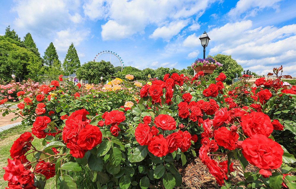 A recent photo of Everland’s Rose Garden showcasing bright red roses under a clear blue sky, with a Ferris wheel visible in the distance.