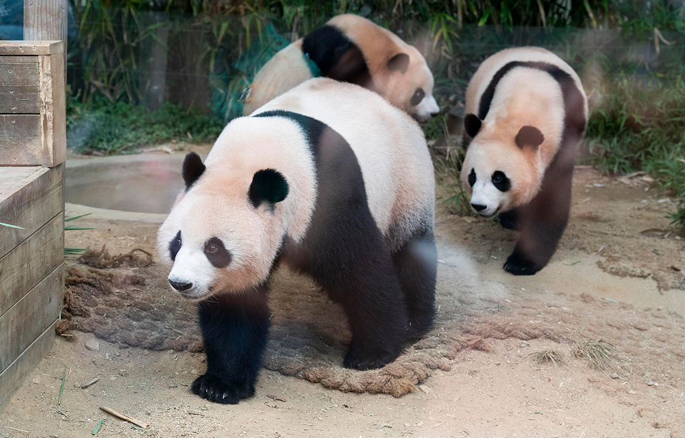 Three giant pandas with mother Ai Bao in front followed by twins Rui Bao and Hui Bao walk across the sandy ground of their enclosure at Everland’s Panda World.