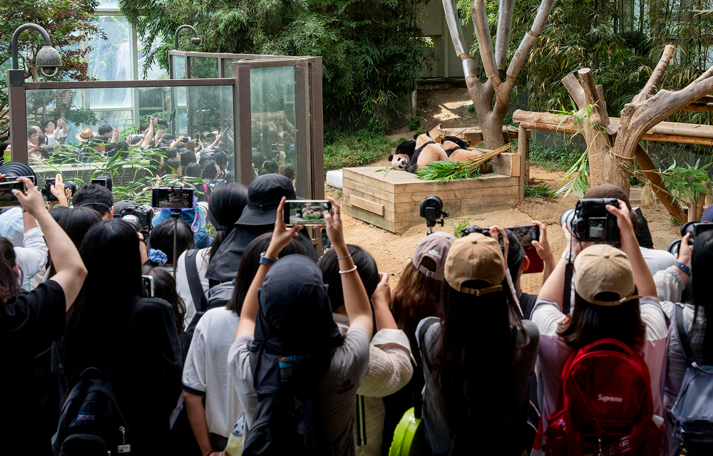 A crowd of visitors holding up smartphones and cameras takes photos of Ai Bao and her twin pandas resting together inside their enclosure at Everland’s Panda World.