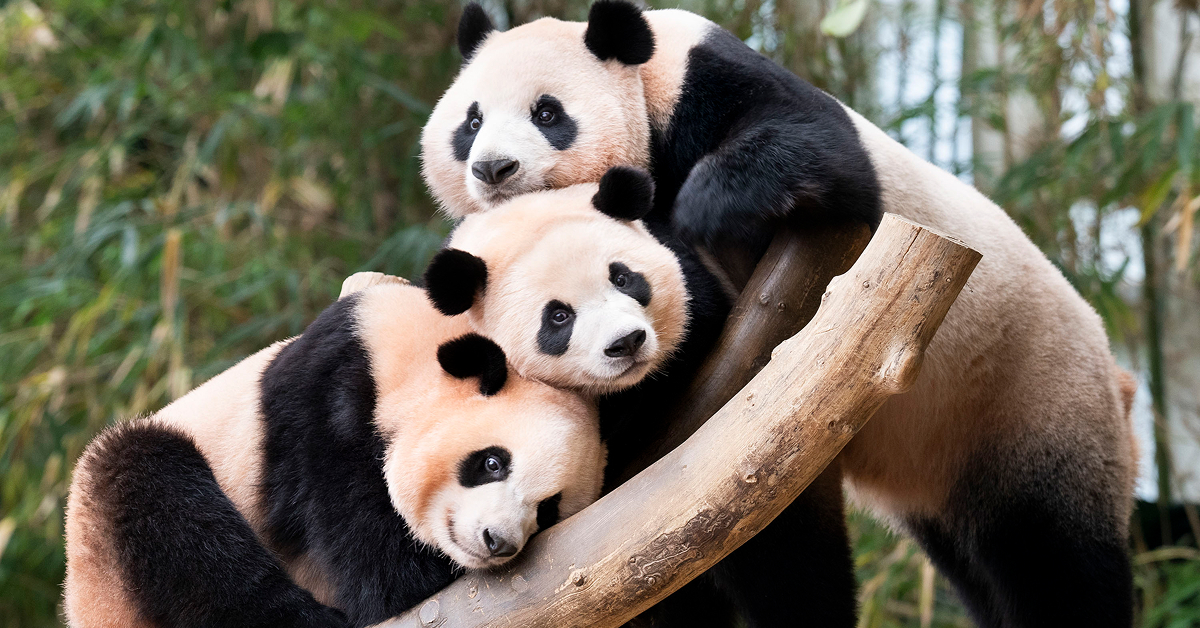 Three giant pandas at Everland, mother Ai Bao standing behind her twin daughters Rui Bao and Hui Bao, rest together on a tree branch in their enclosure.