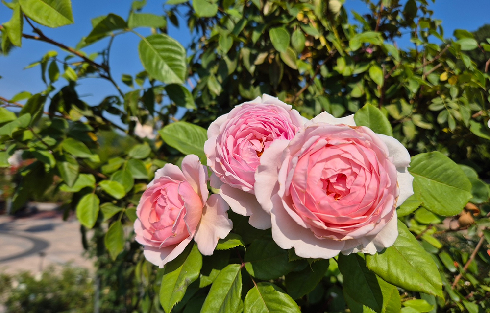 Three fully bloomed Pink Pastry roses with tightly layered petals in soft pink, set against a bright blue sky and green foliage