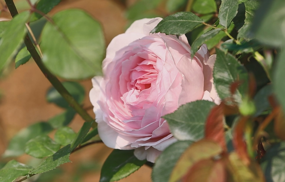 Close-up of a single Pink Pastry rose in full bloom, showcasing its tightly curled soft pink petals surrounded by green leaves.