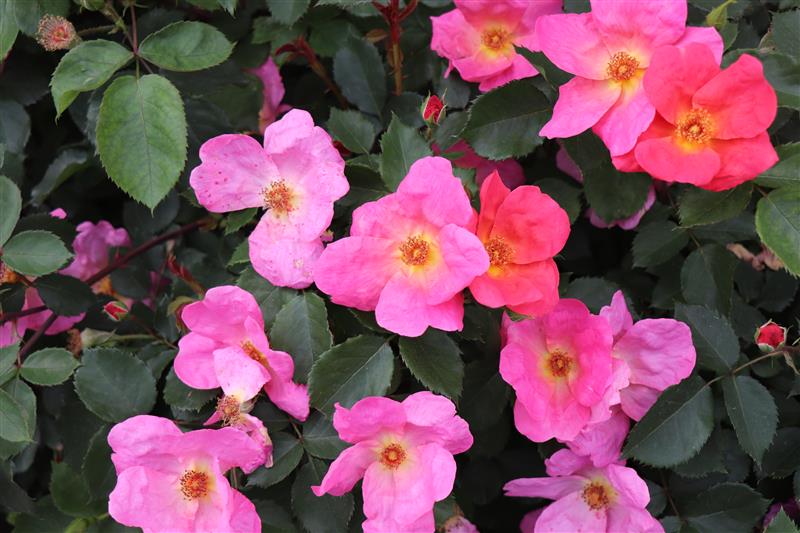 Close-up of Garden Everscape roses in light pink and coral shades with open, five-petaled blooms against deep green foliage.