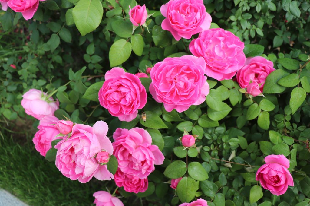 Cluster of Perfume Everscape roses in vivid pink, with ruffled, densely packed petals and glossy green leaves.