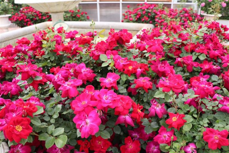 K-Roses in Full Bloom: Everland Wins Double Honors at Global Rose ...