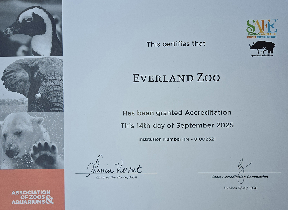 Close-up of the AZA accreditation certificate awarded to Everland Zoo, dated September 14, 2025, featuring the logos of the Association of Zoos and Aquariums and SAFE (Saving Animals From Extinction).