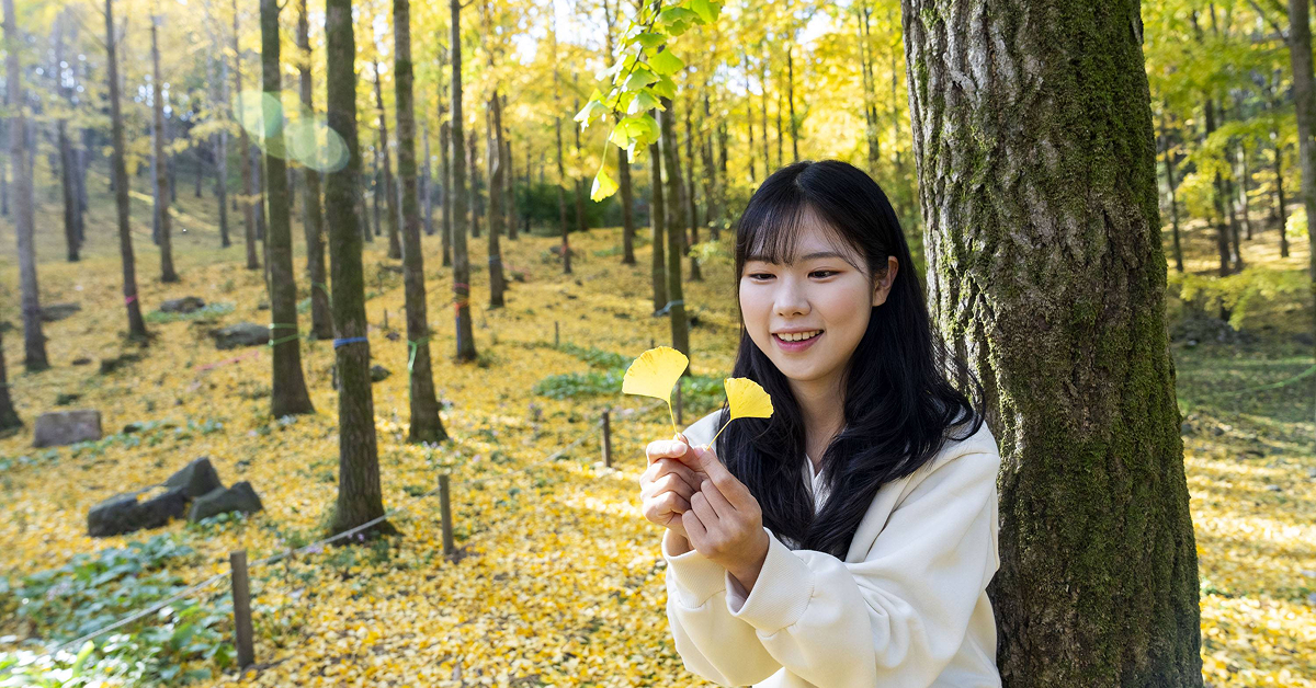 A young woman stands beneath tall ginkgo trees at Everland, smiling as she holds two yellow leaves in a forest covered with golden foliage.