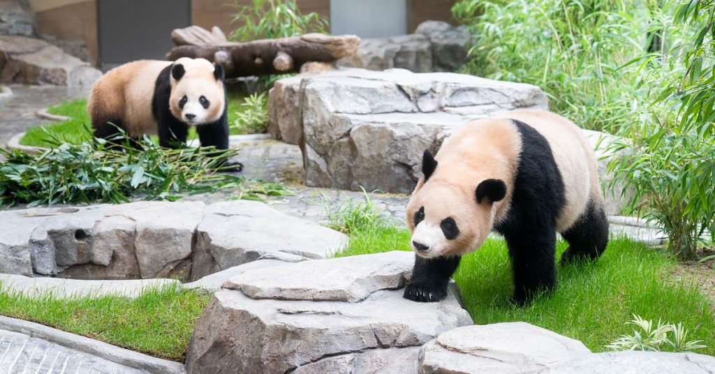 Two giant pandas, Rui Bao and Hui Bao, walk among rocks and bamboo inside their new enclosure at Everland’s Panda Second House.