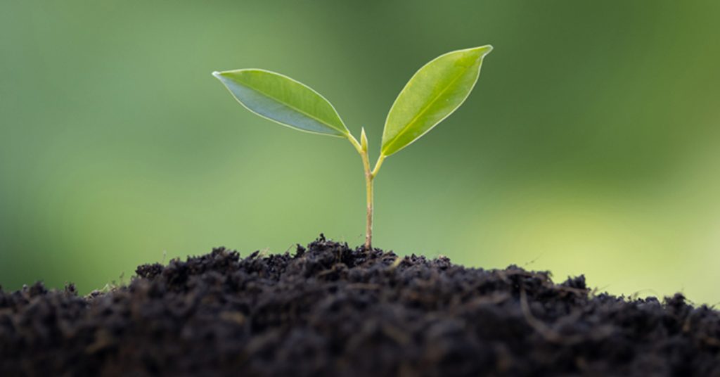 A small green seedling emerging from dark, fertile soil with a soft green background.