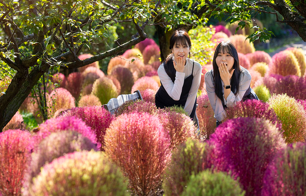 Two visitors pose among bright pink kochia plants at Everland’s Sky Garden Trail on a sunny autumn day.