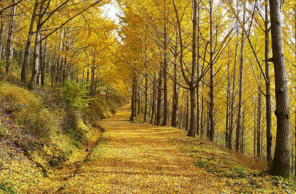 A quiet forest path covered in golden ginkgo leaves stretches between tall trees glowing in autumn sunlight.