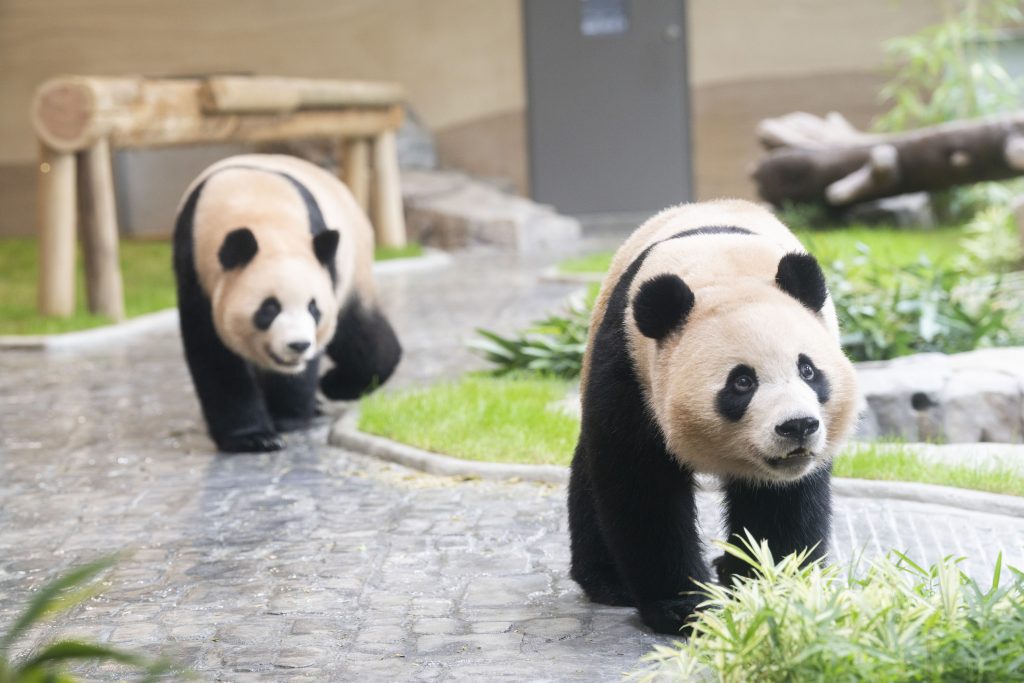 Rui Bao and Hui Bao walk one after the other along the pathway of their indoor enclosure at Everland’s Panda Second House.