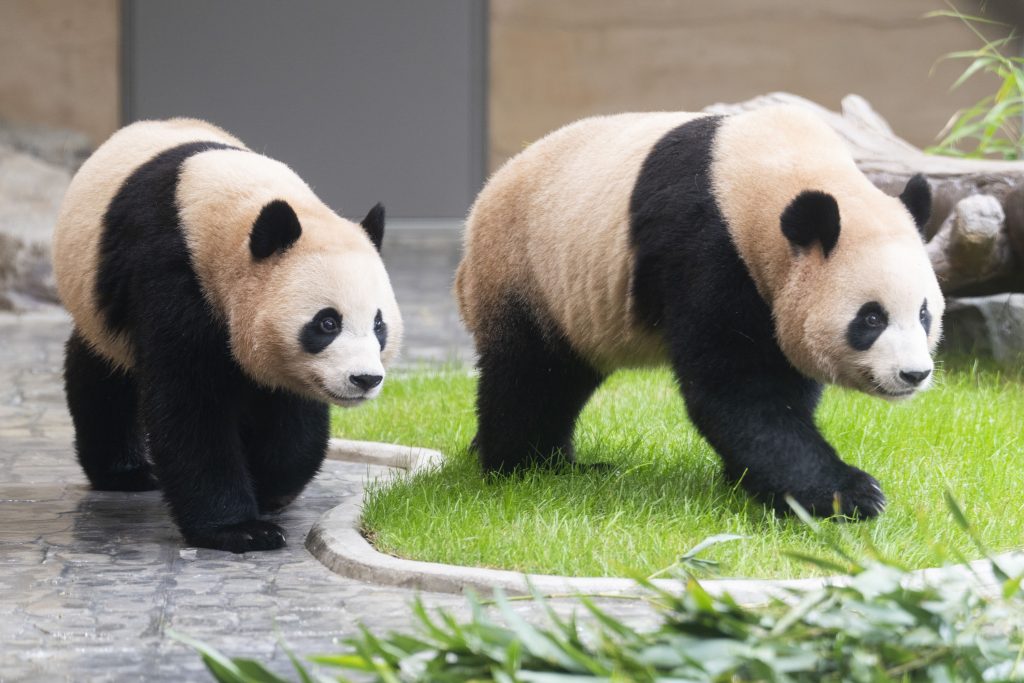 Two giant pandas, Rui Bao and Hui Bao, walking together on the stone floor of their indoor enclosure at Everland.