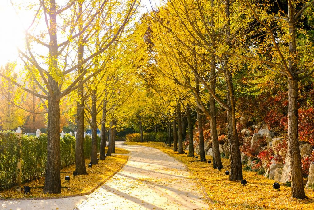 Sunlit ginkgo tree path at Everland covered in yellow leaves during fall.