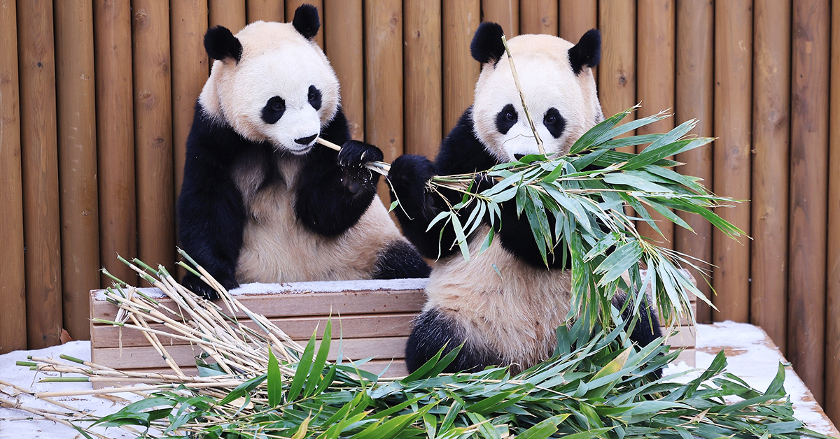Two giant panda twins, Rui Bao and Hui Bao, sit side by side in a snowy enclosure at Everland, eating fresh bamboo in front of a wooden backdrop