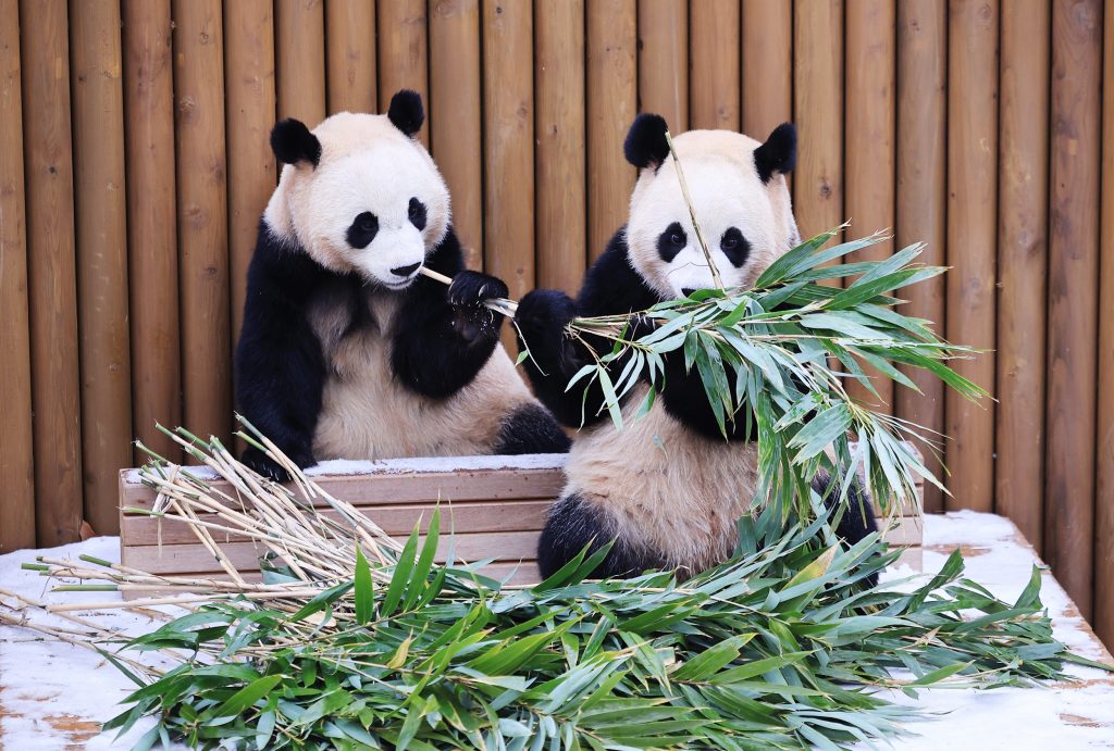 Two giant panda twins, Rui Bao and Hui Bao, sit side by side in a snowy enclosure at Everland, eating fresh bamboo in front of a wooden backdrop