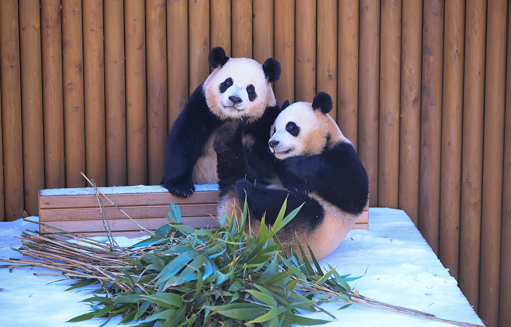 Rui Bao and Hui Bao sit side by side on a wooden platform in a snow-covered enclosure at Everland’s Panda Second House