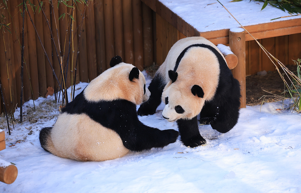 One panda lies on the snow while the other approaches nearby in a winter enclosure at Everland’s Panda Second House