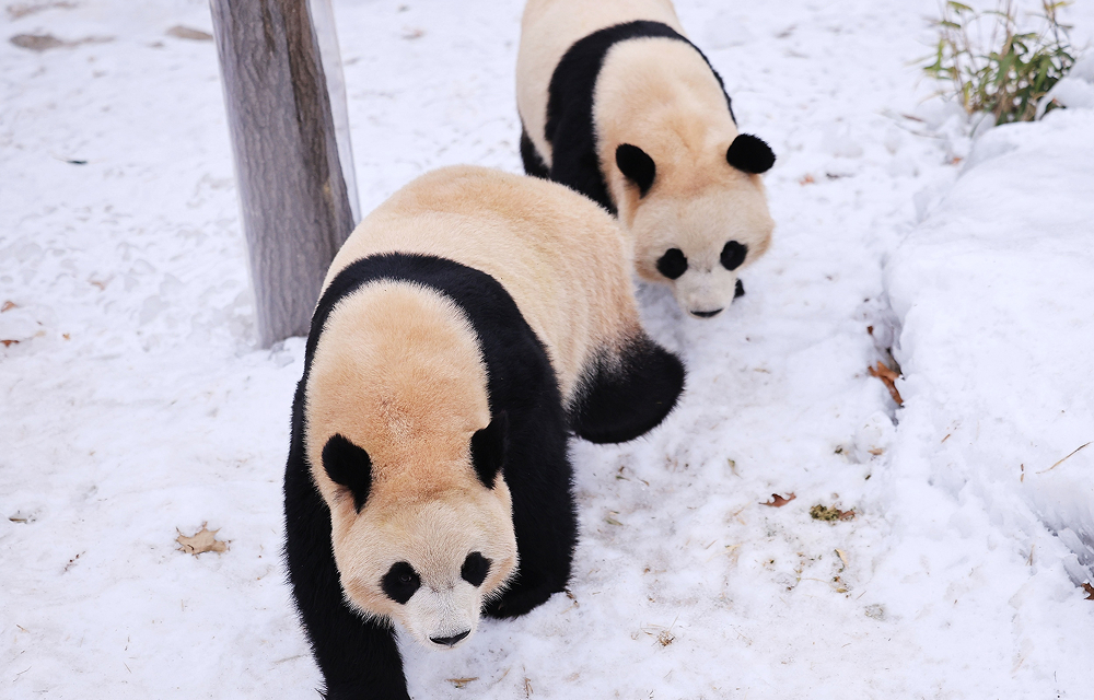 Rui Bao leads as Hui Bao follows behind, walking across a snow-covered path at Everland