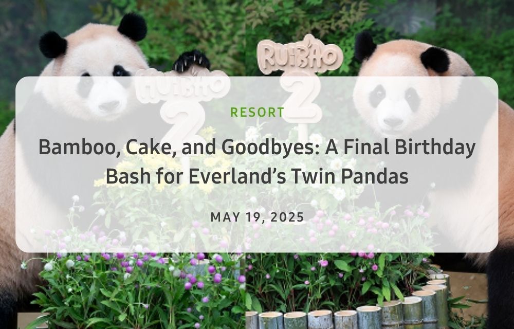 Everland’s twin pandas during their final shared birthday celebration with visitors