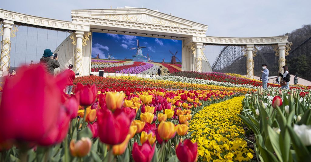 A wide view of Everland’s Infinity Tulip Garden featuring rows of colorful tulips in red, yellow, white, and pink stretching toward a large screen displaying a Dutch-style tulip field and windmills, with visitors walking through the garden in the background.