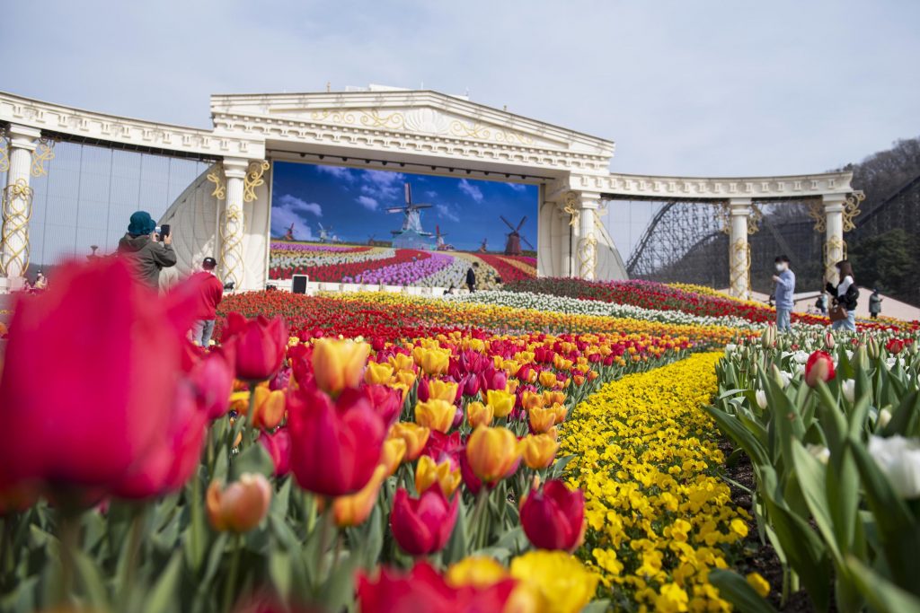 A wide view of Everland’s Infinity Tulip Garden featuring rows of colorful tulips in red, yellow, white, and pink stretching toward a large screen displaying a Dutch-style tulip field and windmills, with visitors walking through the garden in the background.