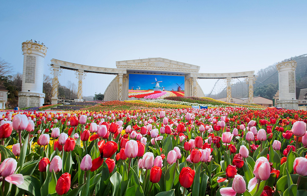 Rows of pink, red, yellow, and white tulips fill Everland’s Four Seasons Garden, with the Infinity Tulip Garden backdrop and Dutch-style floral imagery in the distance