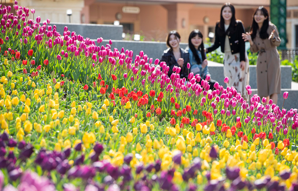 Visitors stand beside a sloped flower bed filled with tulips in pink, yellow, red, and purple during Everland’s spring festival