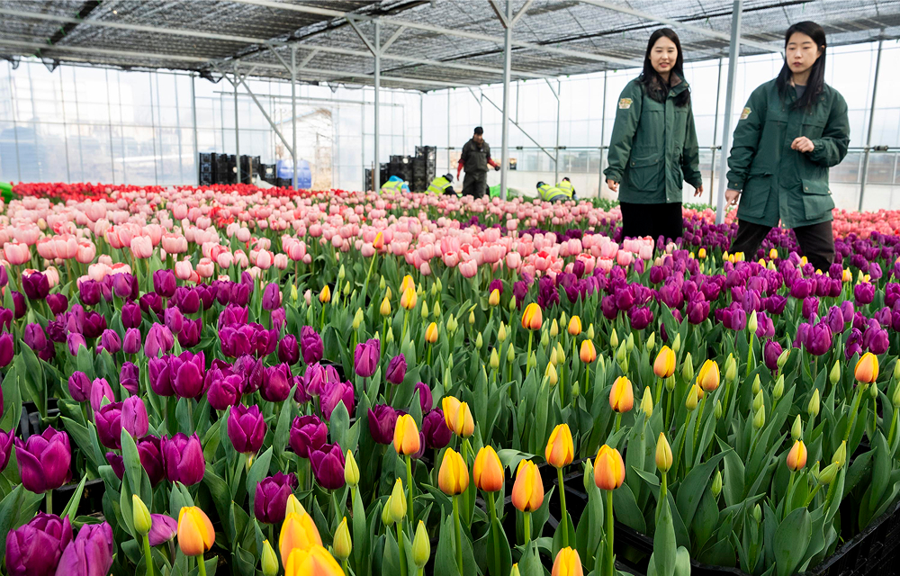 Everland staff stand among rows of pink, purple, yellow, and red tulips inside a greenhouse as they prepare for the spring festival