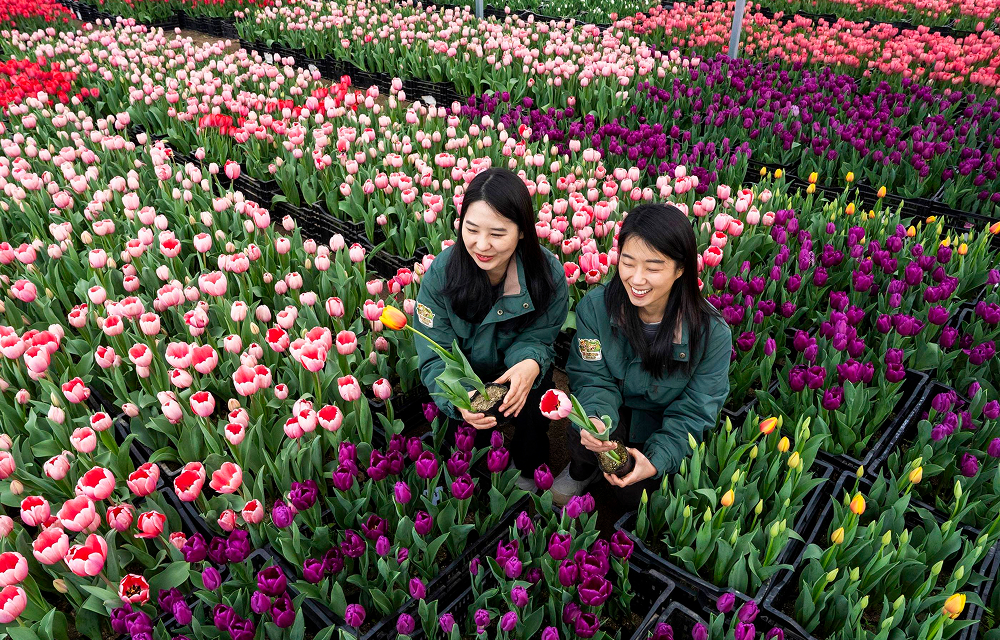 Two Everland staff members hold tulips while crouching among rows of pink, purple, yellow, and red flowers inside a greenhouse ahead of the Tulip Festival opening