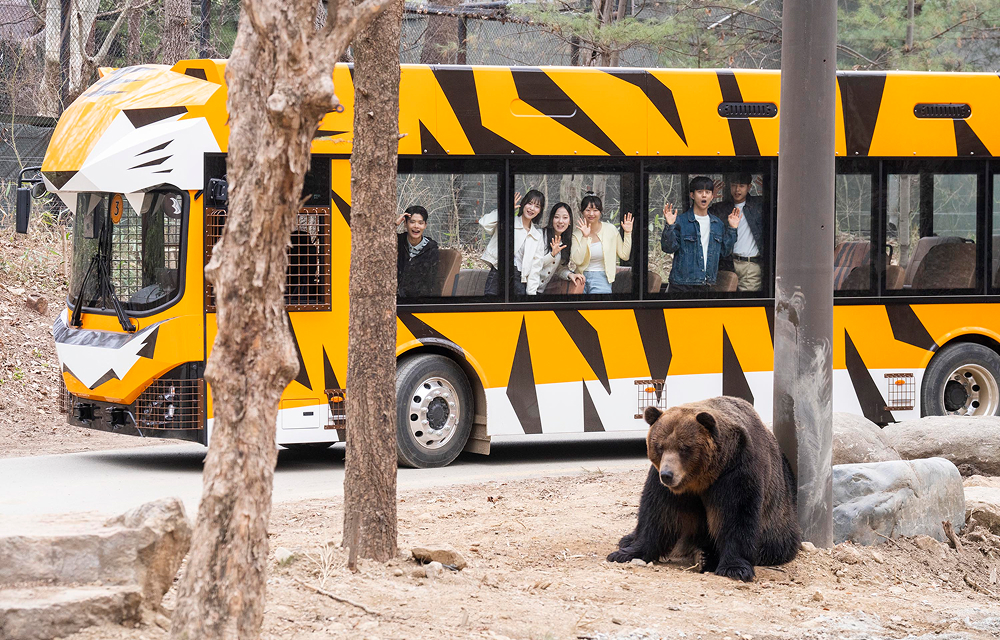 Visitors inside a tiger-themed safari bus wave while viewing a brown bear at Everland’s Safari World.