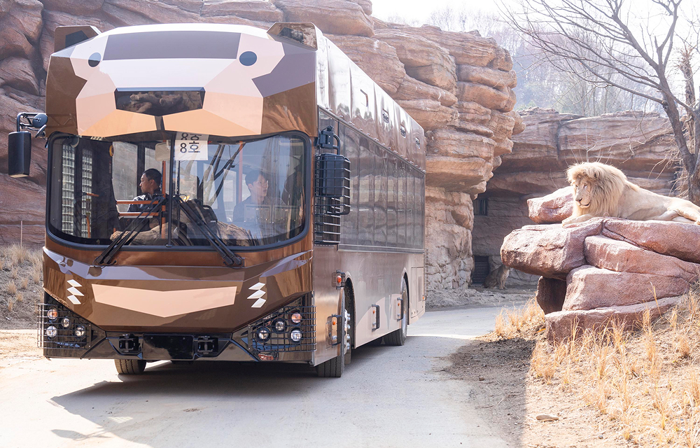 A safari bus drives past a lion resting on rocks in Everland’s renewed Safari World.