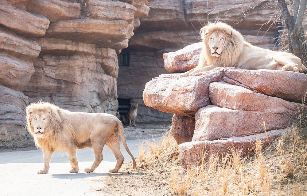 Two lions stand and rest on rocky terrain inside the renewed Safari World at Everland.
