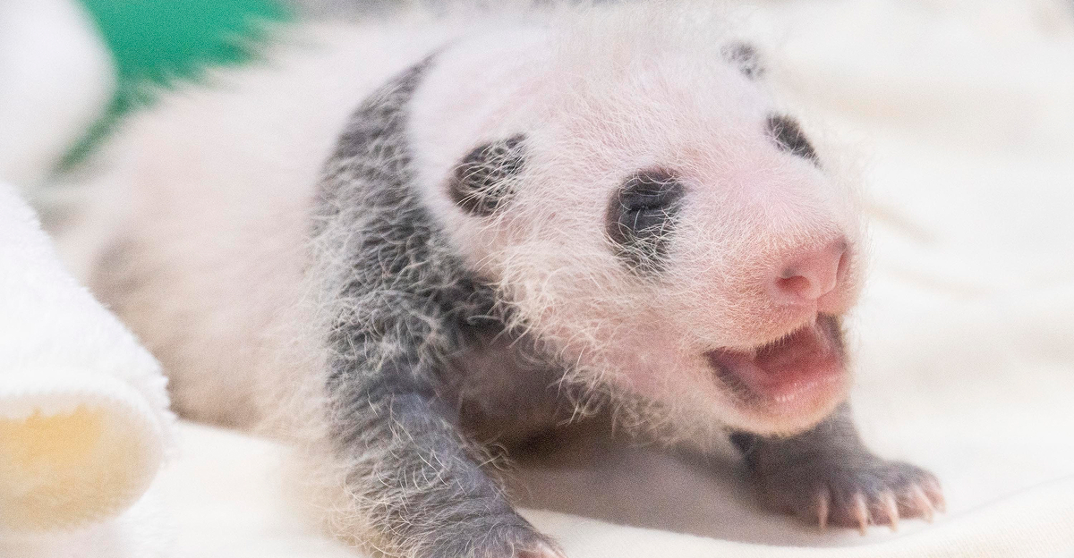 A three-week-old baby giant panda rests on a soft white blanket, showing early black markings around its eyes, ears, shoulders, arms, and legs.