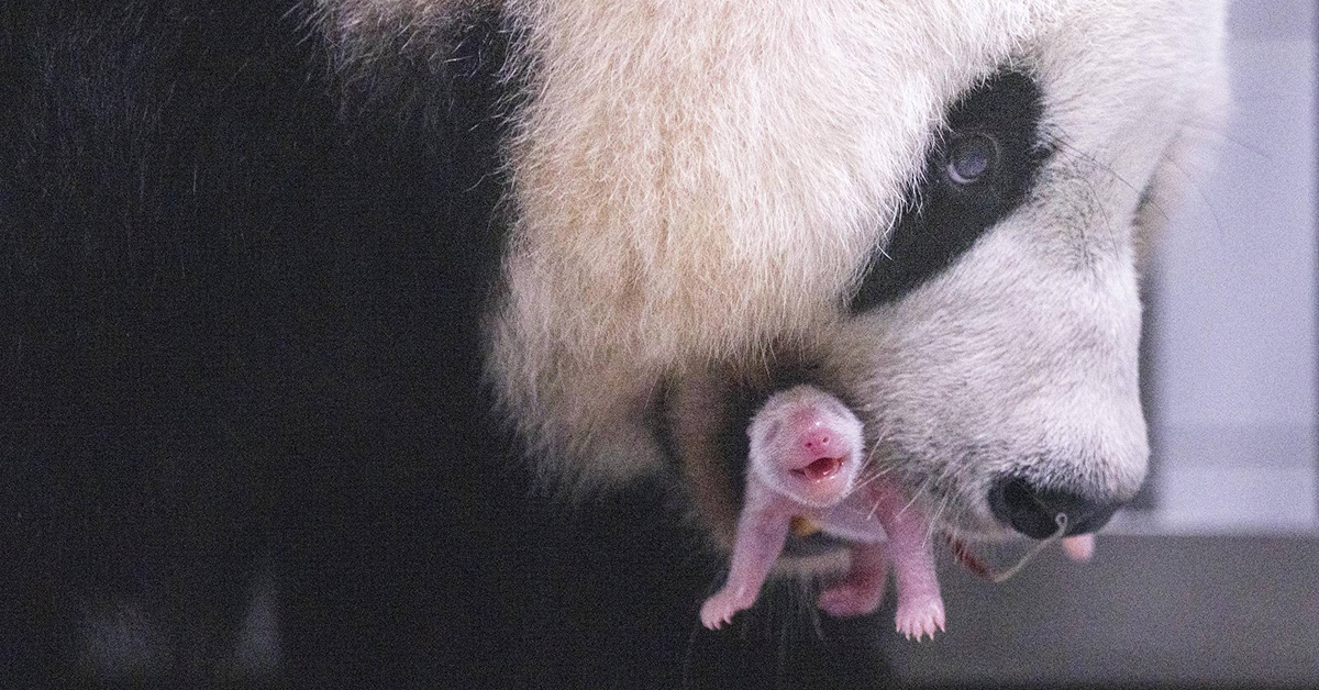 Ai Bao carefully carries her newborn baby panda shortly after birth at Everland’s Panda World