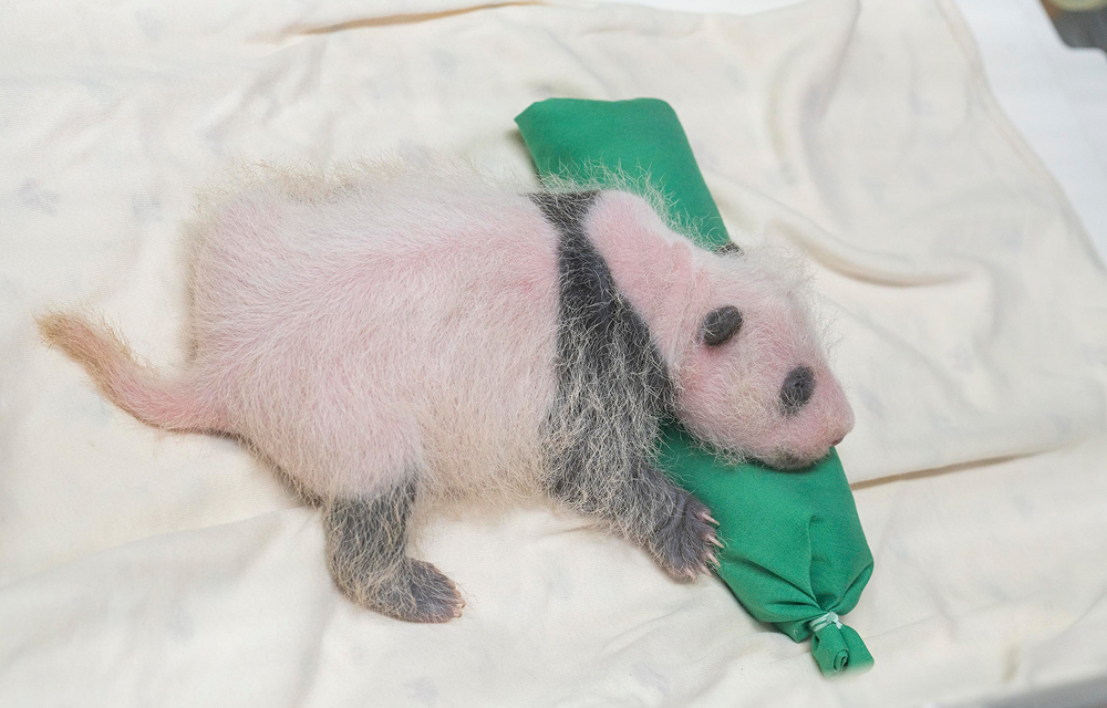 A three-week-old baby giant panda lies on a white blanket with its head resting on a green cushion, showing early black markings around its eyes, ears, shoulders, and legs.