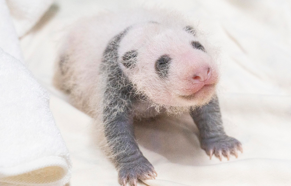 Close-up of a three-week-old baby giant panda resting on a white blanket, showing black markings around its eyes, ears, shoulders, and front legs.