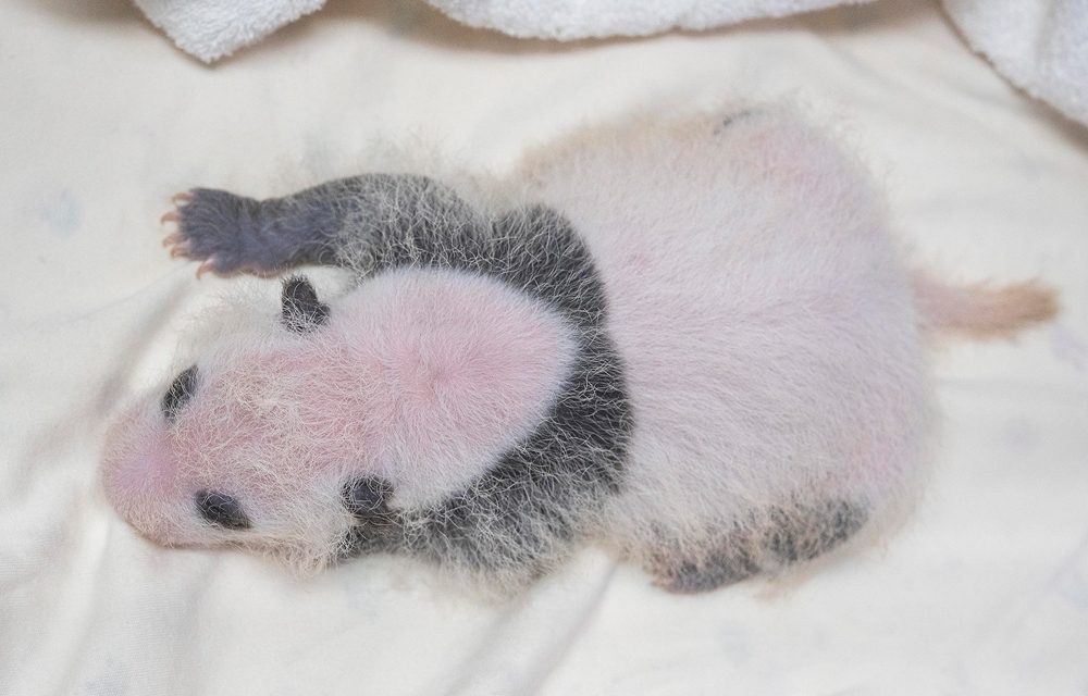 A three-week-old baby giant panda lies on its side on a white blanket, with visible black markings around its ears, shoulders, arms, and legs.