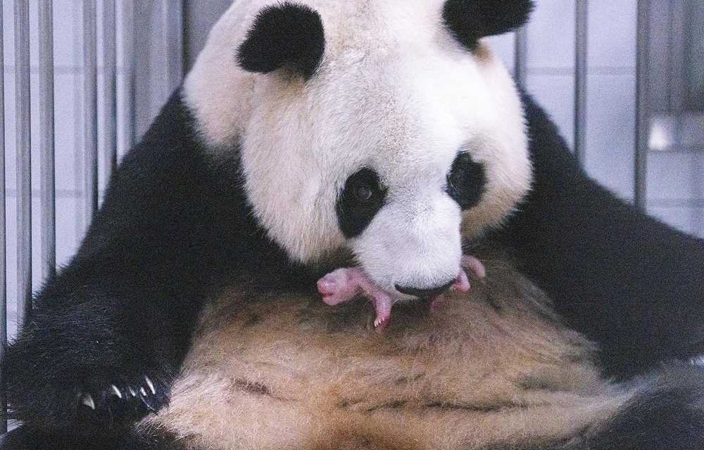 Ai Bao cradles her newborn baby panda at Everland’s Panda World