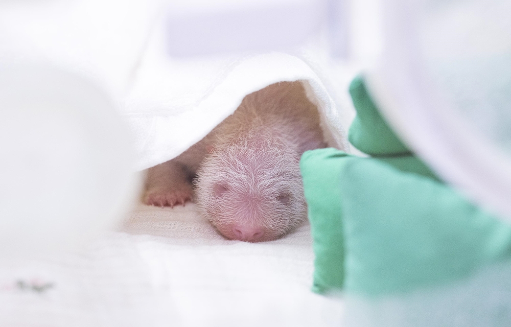Ai Bao and Le Bao’s newborn baby panda rests under close care at Everland’s Panda World