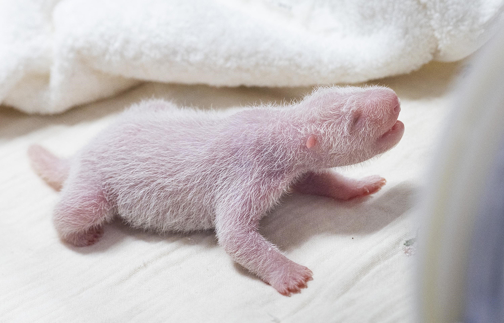 Newborn baby panda rests under close care at Everland’s Panda World