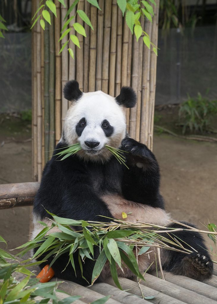Le Bao enjoys bamboo at Everland’s Panda World