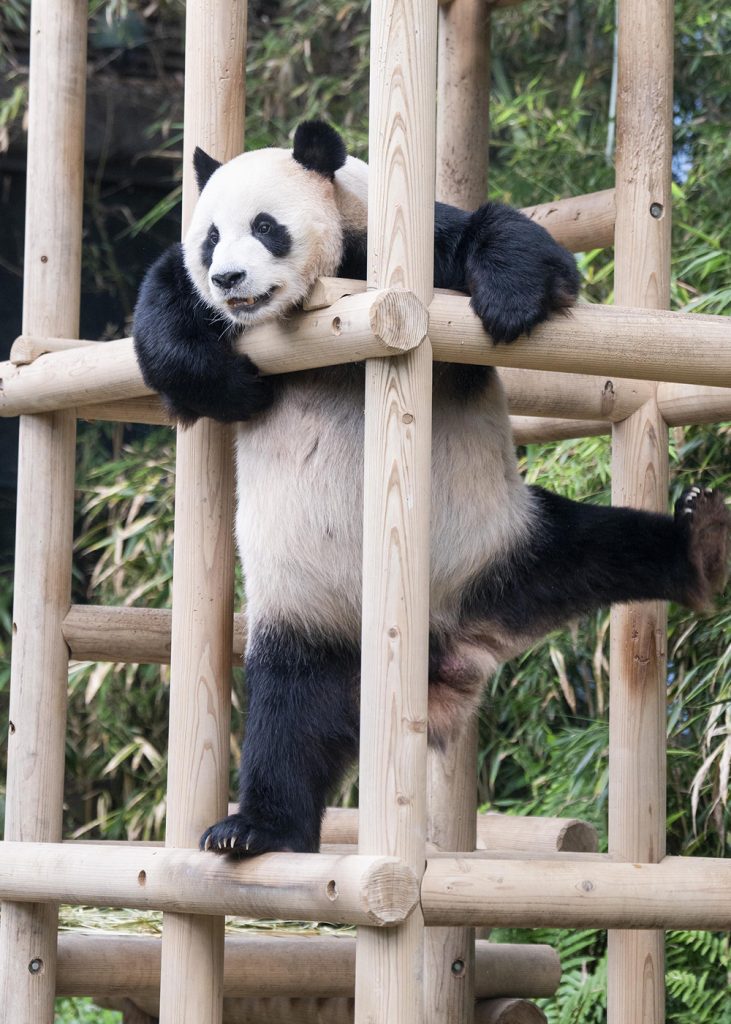 One of Everland’s young pandas explores the climbing structure at Panda World