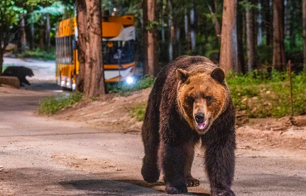 A brown bear walks along a nighttime safari path at Everland, with a safari vehicle visible in the background among the trees.